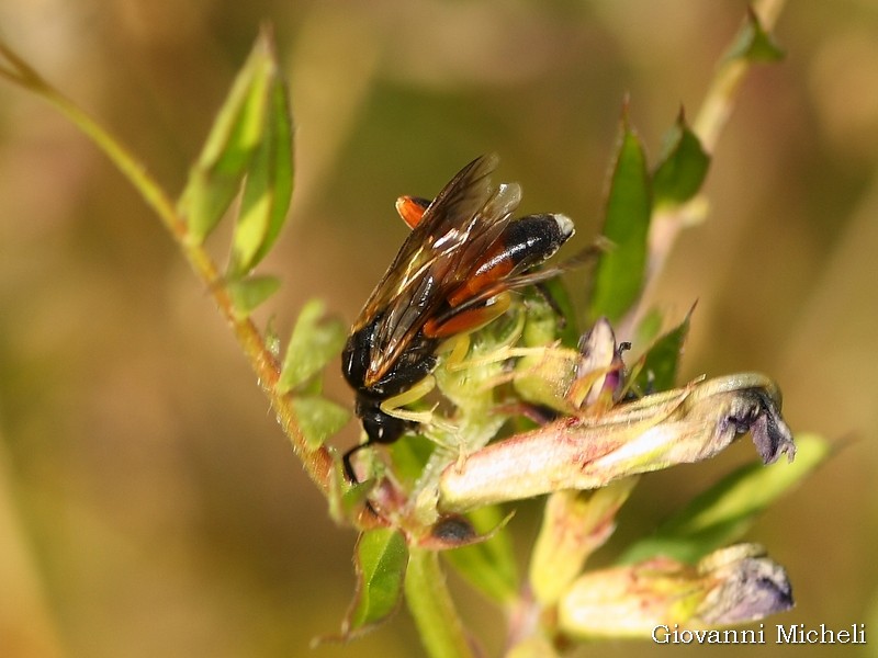 Macrophya rufipes, maschio